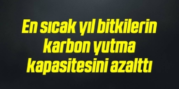 bilecik-haber_en-sicak-yil-bitkilerin-karbon-yutma-kapasitesini-azaltti-20-20.jpg