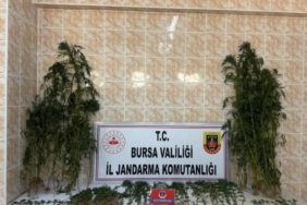 bilecik-haber_iznik-te-evinin-bahcesinde-kenevir-yetistiren-zanli-tutuklandi-24882.jpg