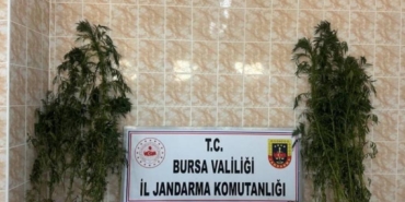 bilecik-haber_iznik-te-evinin-bahcesinde-kenevir-yetistiren-zanli-tutuklandi-24882.jpg