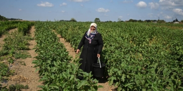 bilecik-haber_kentteki-tarlalardan-topladiklari-urunlerle-koy-hasretlerini-gideriyorlar-26049.jpg
