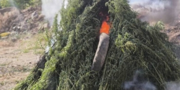 bilecik-haber_kirklareli-nde-aycicegi-tarlasinda-575-bin-541-kok-hint-keneviri-ele-gecirildi-21882.jpg