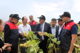 bilecik-haber_kirklareli-nde-yerli-tohumdan-uretilen-ayciceginin-hasadi-yapildi-24733.jpg
