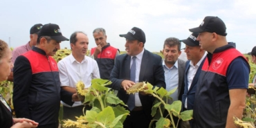bilecik-haber_kirklareli-nde-yerli-tohumdan-uretilen-ayciceginin-hasadi-yapildi-24733.jpg
