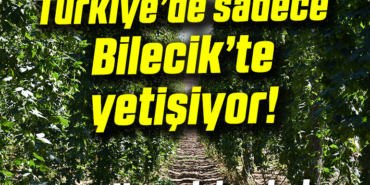 bilecik'te