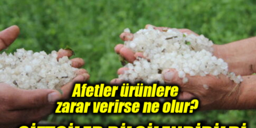 ÇİİTÇİ