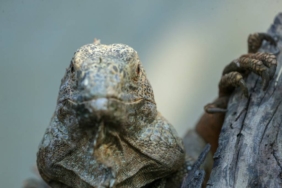 bilecik-haber_bursa-da-koruma-altindaki-yesil-iguana-ailesi-5-yilda-127-bireye-ulasti-32648.jpg