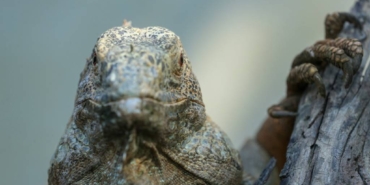 bilecik-haber_bursa-da-koruma-altindaki-yesil-iguana-ailesi-5-yilda-127-bireye-ulasti-32648.jpg
