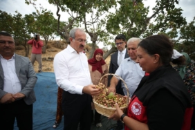 bilecik-haber_canakkale-de-menengice-asilanan-antep-fistiginin-hasadi-basladi-28723.jpg