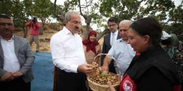 bilecik-haber_canakkale-de-menengice-asilanan-antep-fistiginin-hasadi-basladi-28723.jpg