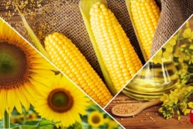 Cargill'in 1000 Çiftçi 100 Bereket Programı 6. yılına girdi