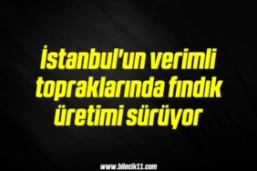 bilecik-haber_istanbul-un-verimli-topraklarinda-findik-uretimi-suruyor-1-1.jpg
