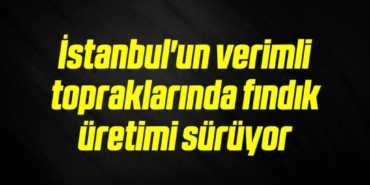 bilecik-haber_istanbul-un-verimli-topraklarinda-findik-uretimi-suruyor-1-1.jpg