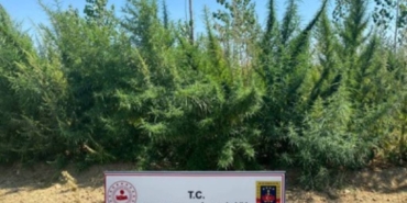 bilecik-haber_kirklareli-nde-1-milyon-896-bin-550-kok-hint-keneviri-ele-gecirildi-28955.jpg