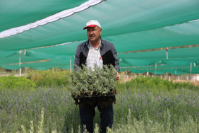 Komşu ilde yetişiyor! Büyük rağbet var..