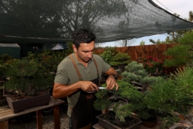 bilecik-haber_kurumsal-hayatini-birakip-estetikle-botanigin-birlestigi-bonsai-yetistiriciliginde-uzman-oldu-29663.jpg