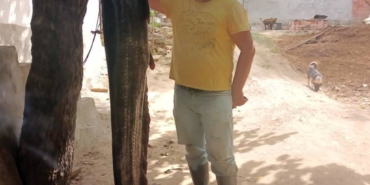 bilecik-haber_meric-nehri-nde-72-kilogramlik-yayin-baligi-yakalandi-28466.jpg