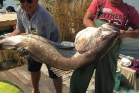 bilecik-haber_meric-nehri-nde-balikcilar-41-kilogramlik-granyoz-baligi-yakaladi-28593.jpg