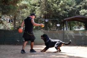 bilecik-haber_saldiridan-korunmak-icin-sahipsiz-kopeklerin-davranislari-takip-edilmeli-28894.jpg