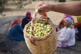 bilecik-haber_turkiye-nin-onemli-zeytin-uretim-merkezlerinden-ayvalik-ta-hasat-basladi-30427.jpg