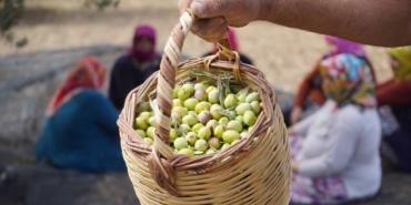 bilecik-haber_turkiye-nin-onemli-zeytin-uretim-merkezlerinden-ayvalik-ta-hasat-basladi-30427.jpg