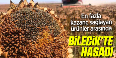 hasat