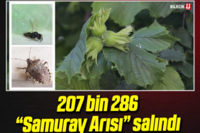 SAMURAY