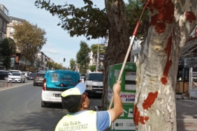 bilecik-haber_bahcelievler-belediyesi-iett-otobusunun-carptigi-agaca-asi-macunu-uygulamasi-yapti-36209.jpg
