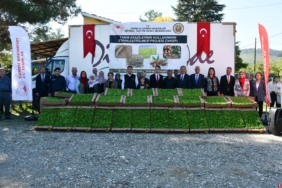 Bilecik'te 1 milyon 126 bin marul fidesi dağıtıldı