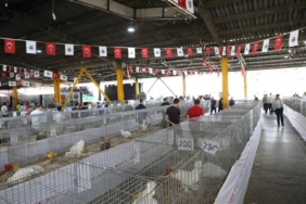 bilecik-haber_bursa-da-koc-ve-tavuklar-icin-guzellik-yarismasi-duzenlendi-34715.jpg
