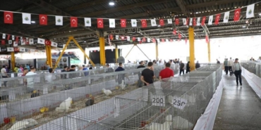 bilecik-haber_bursa-da-koc-ve-tavuklar-icin-guzellik-yarismasi-duzenlendi-34715.jpg