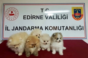 bilecik-haber_edirne-de-yurt-disindan-getirilen-5-cins-kopek-ele-gecirildi-39857.jpg