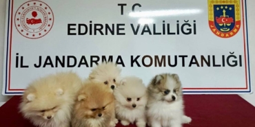 bilecik-haber_edirne-de-yurt-disindan-getirilen-5-cins-kopek-ele-gecirildi-39857.jpg