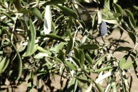 bilecik-haber_edremit-korfezi-ndeki-zeytin-ureticileri-hasada-buruk-basladi-36917.jpg