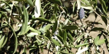bilecik-haber_edremit-korfezi-ndeki-zeytin-ureticileri-hasada-buruk-basladi-36917.jpg