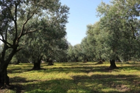 bilecik-haber_marmarabirlik-te-kampanya-doneminde-100-bin-ton-rekolte-bekleniyor-33409.jpg