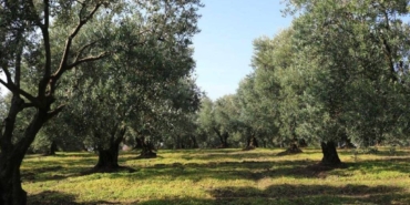 bilecik-haber_marmarabirlik-te-kampanya-doneminde-100-bin-ton-rekolte-bekleniyor-33409.jpg