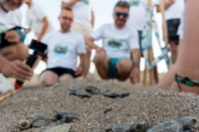 bilecik-haber_miner-turtle-projesiyle-100-bin-yavru-kaplumbaga-denizle-bulustu-38192.jpg