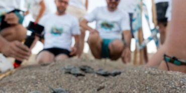 bilecik-haber_miner-turtle-projesiyle-100-bin-yavru-kaplumbaga-denizle-bulustu-38192.jpg