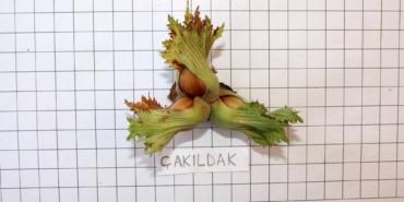 bilecik-haber_sakarya-da-verim-ve-kaliteyi-artiracak-findik-cesitleri-belirlendi-33168.jpg