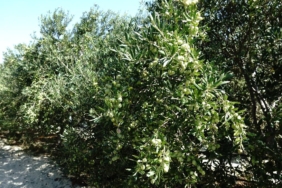 bilecik-haber_turkiye-de-750-bin-ton-sofralik-zeytin-475-bin-ton-da-zeytinyagi-rekoltesi-bekleniyor-38390.jpg