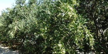 bilecik-haber_turkiye-de-750-bin-ton-sofralik-zeytin-475-bin-ton-da-zeytinyagi-rekoltesi-bekleniyor-38390.jpg