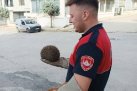 bilecik-haber_yalova-da-tel-orguye-sikisan-kirpi-ile-suya-dusen-kediyi-itfaiye-ekipleri-kurtardi-37215.jpg