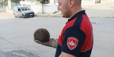 bilecik-haber_yalova-da-tel-orguye-sikisan-kirpi-ile-suya-dusen-kediyi-itfaiye-ekipleri-kurtardi-37215.jpg