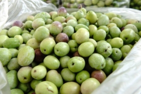 bilecik-haber_yeni-mahsul-kirma-yesil-zeytin-damaklari-tatlandirmaya-basladi-34196.jpg