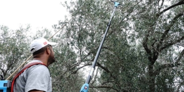bilecik-haber_zeytin-ureticileri-yagmur-bekliyor-39312.jpg