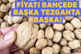 bilecişk ceviz