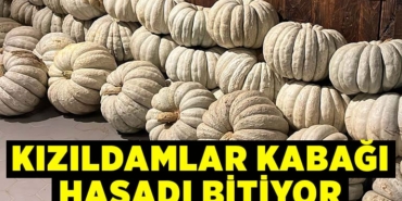 kabak gibisin maşallah