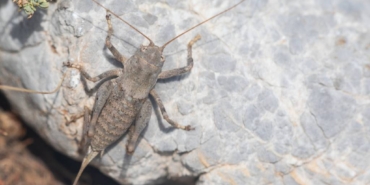 bilecik-haber_anadolua-cinsi-cekirgenin-iki-yeni-turu-kesfedildi-41355.jpg