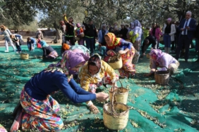 bilecik-haber_balikesir-de-19-ayvalik-uluslararasi-zeytin-hasat-festivali-kapsaminda-ilk-hasat-yapildi-40378.jpg