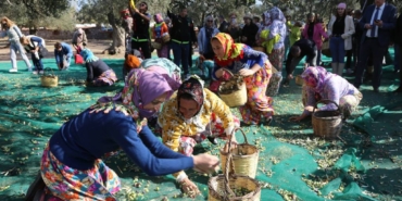 bilecik-haber_balikesir-de-19-ayvalik-uluslararasi-zeytin-hasat-festivali-kapsaminda-ilk-hasat-yapildi-40378.jpg